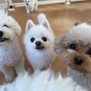 퍼피야놀자 이미지