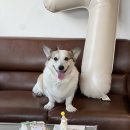 도그투케이크 이미지