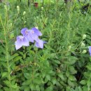 상사마을 이미지