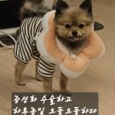 동물병원 유피 | 좌충우돌 멍공주 짜장 중성화수술기