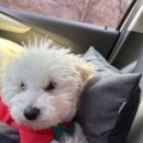 예뿐강아지 | 강아지랑 가기 좋은 한옥 카페 🐶 양평 고요재 (애견동반 가능)
