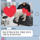 웰니스펫뷰티 이미지