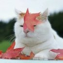 데카스론 이미지