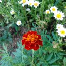 메리골드 이미지