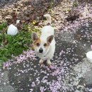 강동초교 이미지