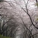 석수역 2번출구(서울방향 역사쪽) | 안양 벚꽃 명소 추천 4월 나들이 가기 좋은 숨은 꽃구경 데이트 코스 베스트 5