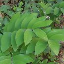 당뇨에 좋은 차 당뇨병에 좋은 음식 둥굴레차 효능 둥굴레차 부작용 ( 당뇨 원인 당뇨 수치 당뇨 식이요법 ) 이미지