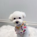 에이미 그루밍 이미지