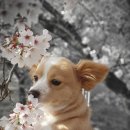 더.피어나