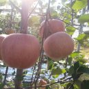 대정농장 이미지