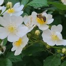 하얀 찔레나무꽃에 수분매개하는벌들. 이미지
