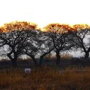 아침들녘 이미지