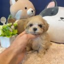 마이도그 강아지분양 울산본점 이미지