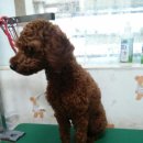 경주예찬기독 | 달봉 군(에프리푸들) 부분미용 후기 : 경주애견미용, 경주푸들미용, 경주애견샵, 경주가위컷전문