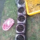 진규농장 이미지