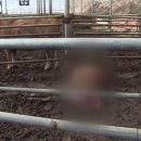 들개농장 이미지