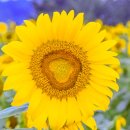 축제의 물결 네이버블로그