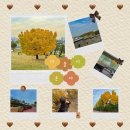 UR(화성시)-[은행나무로]-하-1 | 단풍 구경] 갬성 잔뜩, 나혼자 수원 행궁동 여행(단풍 은행나무 스팟/혼자가기 좋은 식당 카페 추천)