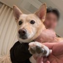 공주애견&Black Dog | [아키즈] 민트 터보 그라인더 강아지그라인더 ✨ 예민견 발톱다듬기 성공