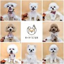 복이네도그살롱 이미지