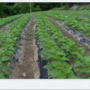 비암농장 이미지