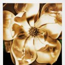 Magnolia 티스토리