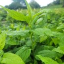 부지깽이 이미지