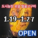 벌꿀농장 | 🍠 로얄벌꿀고구마공구 OPEN｜도시농장 고구마 공구 후기