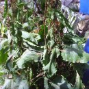 길안청송로(길안면) 이미지