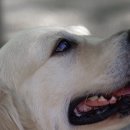 물빛동물병원 이미지