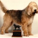 Otter(오터) 이미지