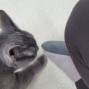 호텔이냥 이미지