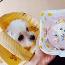 댕댕찹찹 | 송파강아지케이크 반려견을 위한 세상에 하나뿐인 케이크 댕댕찹찹 후기