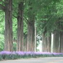 가로수길 이미지