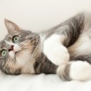 해든고양이병원 이미지