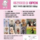 애견미용실 몽 이미지