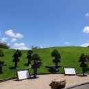 녹차분재로 이미지