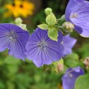 양평할머니 이미지