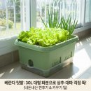 라이프플랜트 | 30L 대형 텃밭화분으로 상추·대파 키우는 저면관수 베란다 홈가드닝 플랜트박스 후기