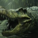 사르코수쿠스 이미지