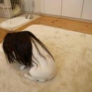 독한고양이 이미지