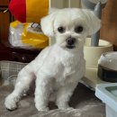 버블리독 이미지