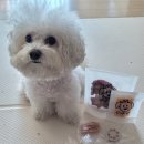 피유피(P.U.P) 이미지