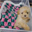 함께 있어줄개 | 오늘의 후기 함께있어줄개