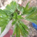 사니조아 이미지