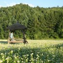 메밀꽃 필 무렵 이미지