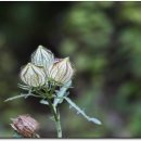 평창들꽃 이미지