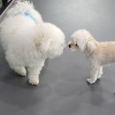 상원유치원 | 하루 2만보씩 걸어놓고 뒤늦게 불안한 임산부 일상, 태교여행 후기