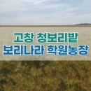 양금농장 | 고창 청보리밭 &#39;보리나라 학원농장&#39; 축제 방문 후기