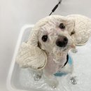 오마이펫 이미지